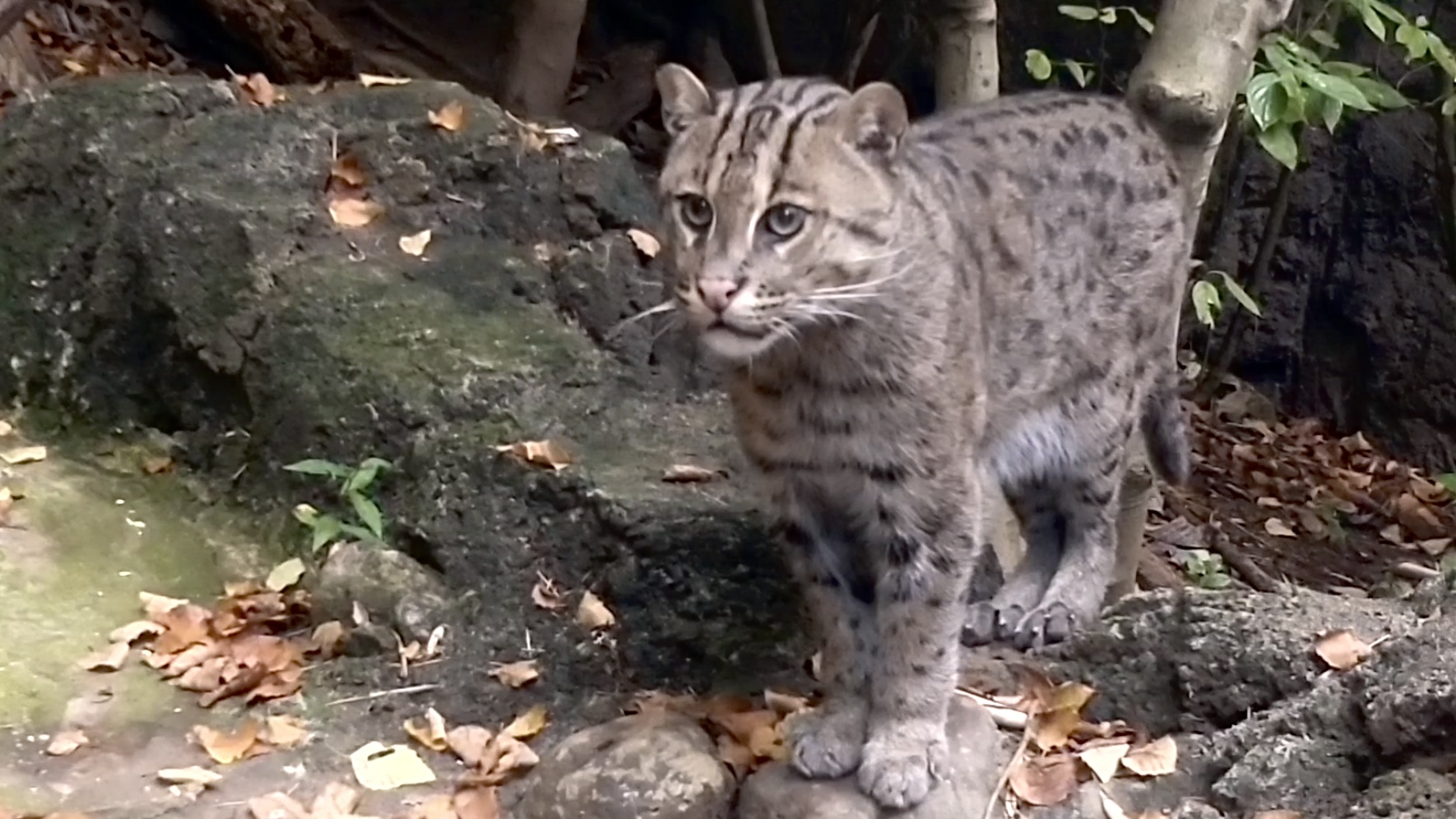 Fishing Cat